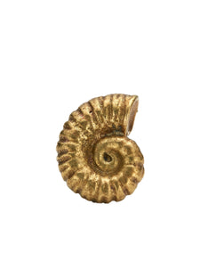 Ammonite Drawer Handle