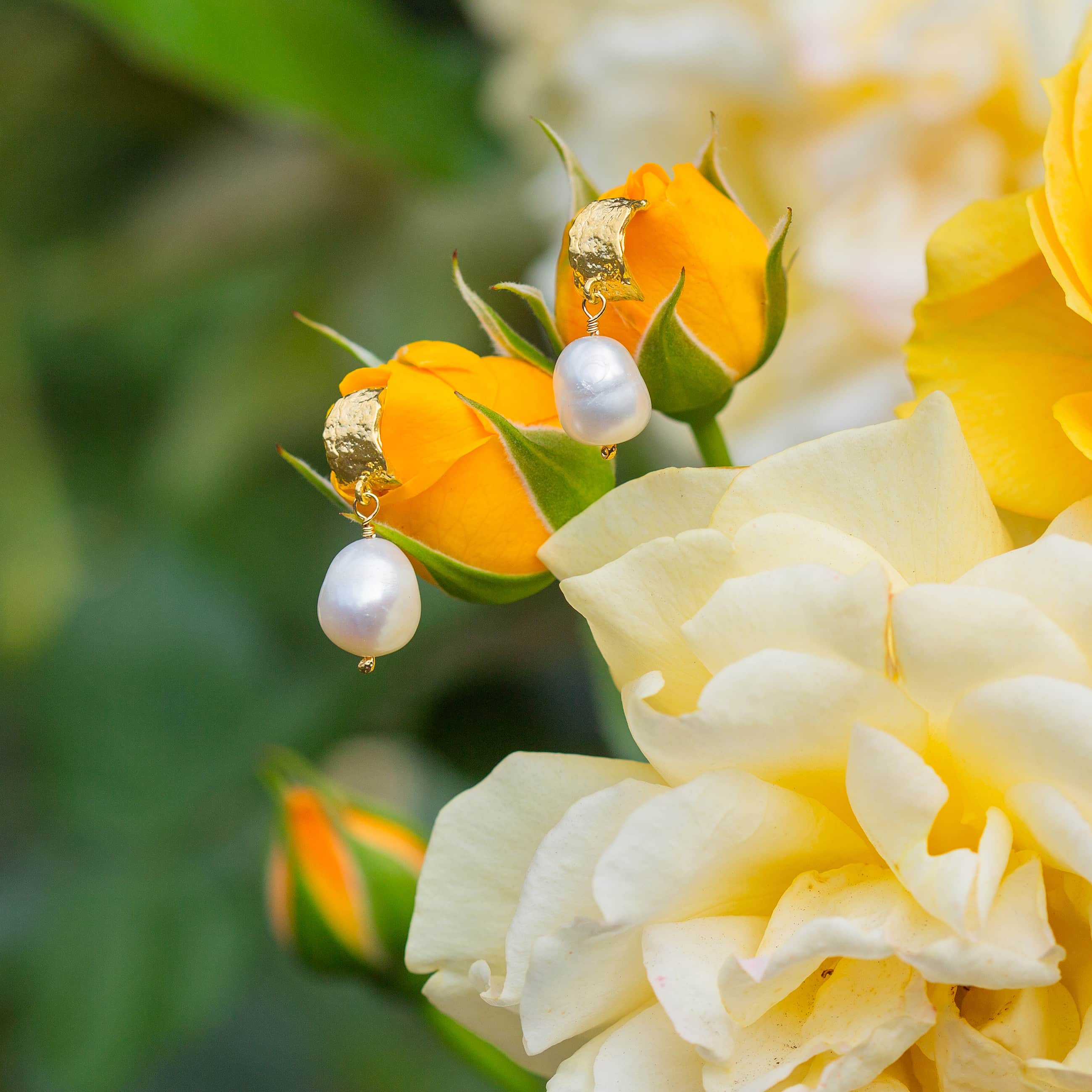Gold huggie hoop earrings with pearl drop charms resting on yellow rose flowers